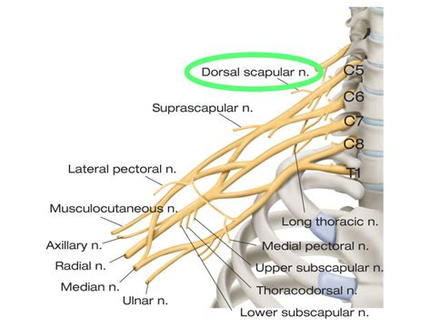 Dorsal Scapular Nerve Entrapment A Cause Of Shoulder Blade Pain
