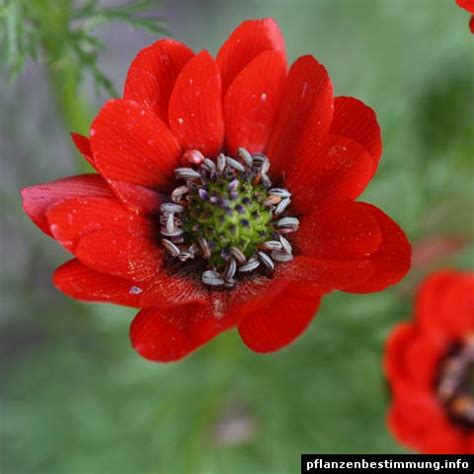 Die blüten sind meistens rot oder gelb, in seltenen fällen auch weiß. Adonis aestivalis