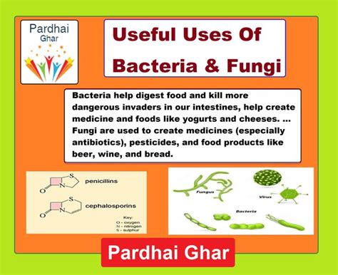 some useful uses of bacteria in agriculture dairy medicine industry food products pardhai