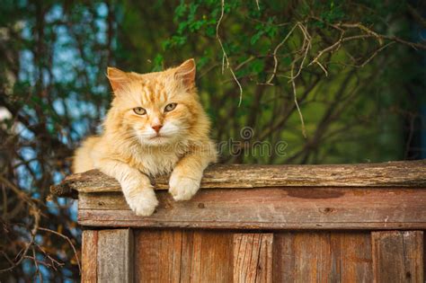 Red Cat Sitting On The Fence Stock Photo Image Of