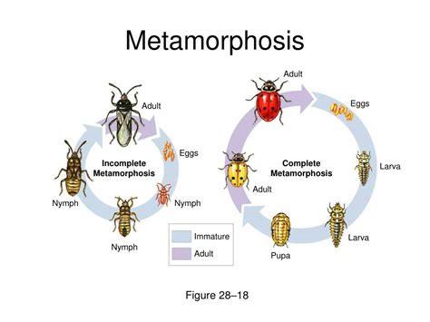 Ppt Arthropods Powerpoint Presentation Free Download Id176394