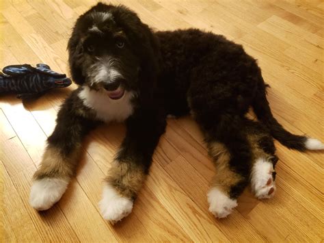 My 30lb F1 Standard Bernedoodle With Massive Paws Beautiful