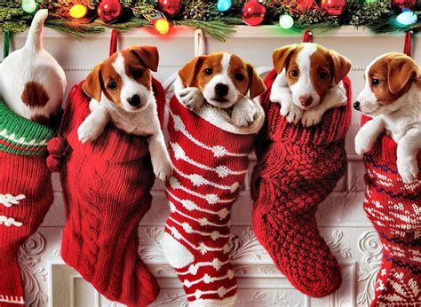 Jack Russell Puppies In Knitted Christmas Stockings Totally Adorable