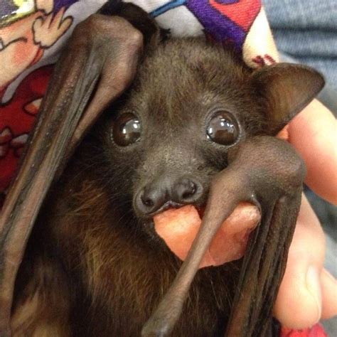 Flying Fox Pup Baby Bats Cute Animals Cute Bat