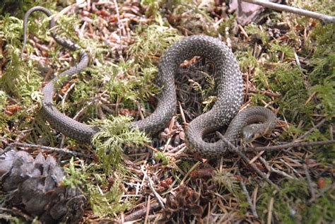 Photo Of Racer Snake By Photo Stock Source Reptile Mckenzie River