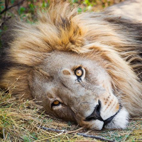 Large Lion Lying Down Stock Image Image Of Wildlife 48078517