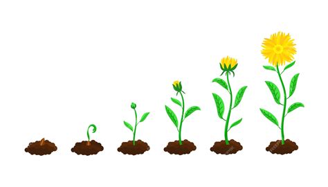 Flower Sprout Clipart