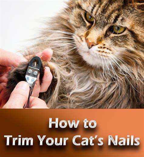 How To Trim Your Cats Nails
