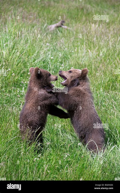 Two Playful European Brown Bear Ursus Arctos Cubs Playfighting In