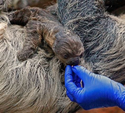 Get cute baby images in hd from our beautifully curated collection. Getting Ready for Baby Sloth #2 - Denver Zoo