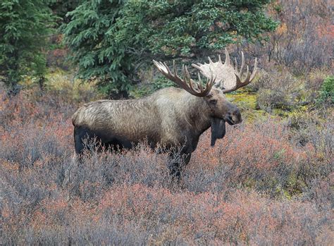 Denali Park Bull Moose Photograph By Sam Amato