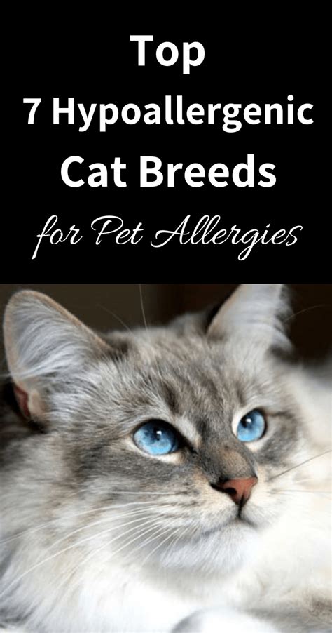 5 Mostly Hypoallergenic Cat Breeds For People With Allergies Artofit