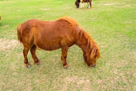 Brown Pony Stock Image Image Of Grazing Wildlife Head 50843531