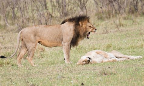 Photoscope Lions Of Kenya Mating Killing And Tenderness With The Lion Cub