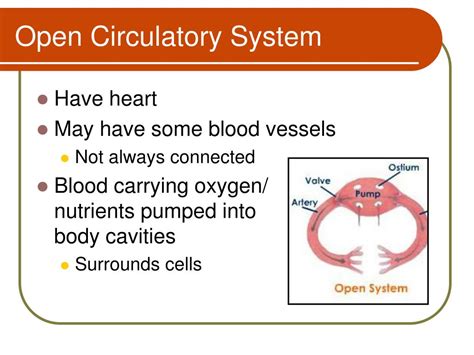 Ppt Open Vs Closed Circulatory System Powerpoint Presentation Free