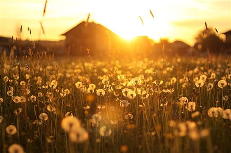 Golden Sunset Over A Warm Farm Field With Dandelions In The Foreground