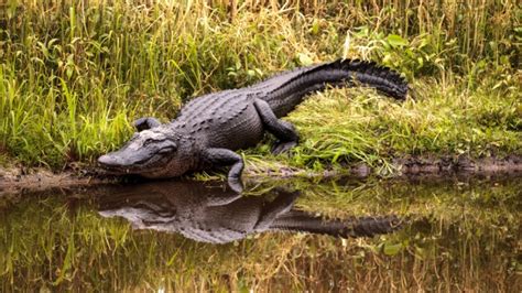 Rare Fatal Alligator Attack Reported In South Carolina