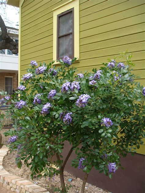 Texas mountain laurel, Mountain laurel, Backyard