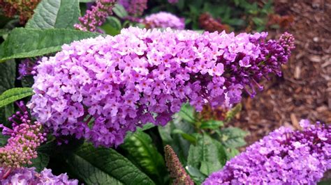 Buddleia Pugster Periwinkle Fabulous Compact Butterfly Bush With