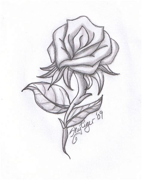 Pencil drawing transparent images (2,631). Rose Drawings | Rose pencil drawing by Skytiger on ...