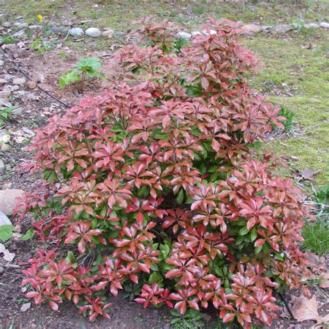 Photo Of The Entire Plant Of Japanese Pieris Pieris