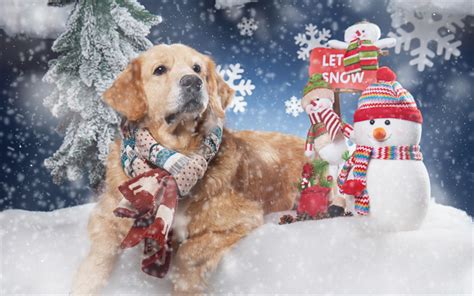 99 Golden Retriever Wallpaper Christmas L2sanpiero