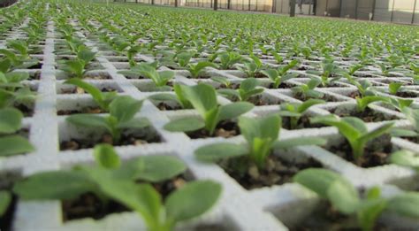 Advantages Of Planting Seedlings Vs Direct Sowing Proagri