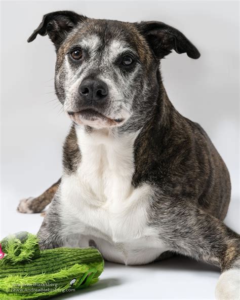 Humane Society of Broward County | Fort Lauderdale FL