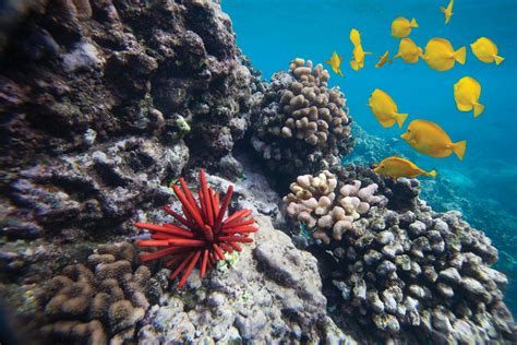Coral Reef Degradation In Hawaii Usa