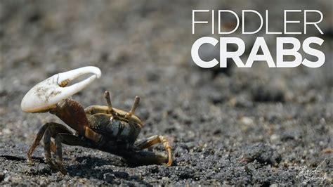 Wildlife Feature Fiddler Crabs Youtube