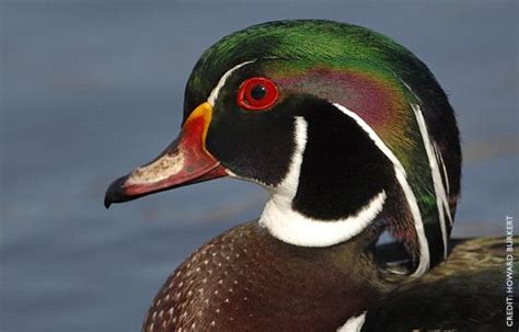 Wood Duck Facts Figures Description And Photo Wood Ducks Pretty