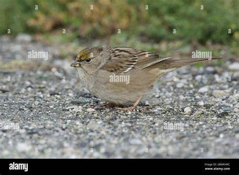 Golden Crowned Sparrow Zonotrichia Atricapilla Wintering Adult In