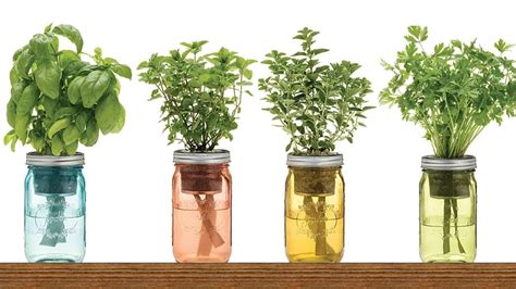 9 Herbs You Can Grow In Water Over And Over Again For