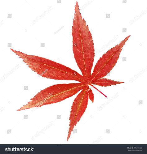 Red Japanese Maple Tree Leaf Acer Stock Photo 478696765 Shutterstock