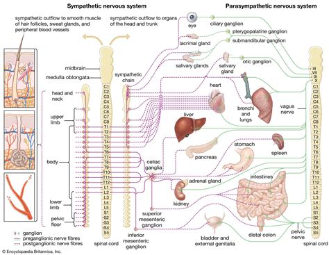 Autonomic Nervous System Divisions And Functions Britannica