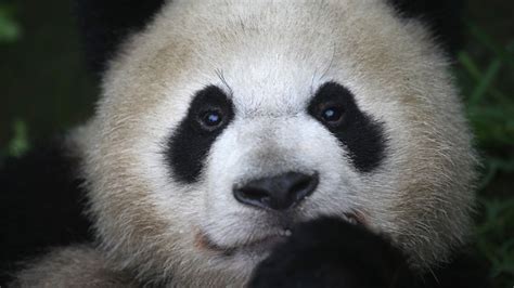 Big Panda Giant Panda Naturerules1 Wiki Fandom