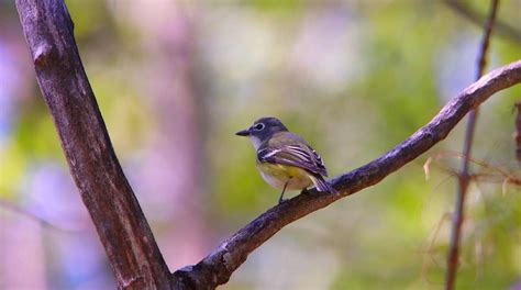 Ebird Checklist May Parc Du Bois Beckett Species