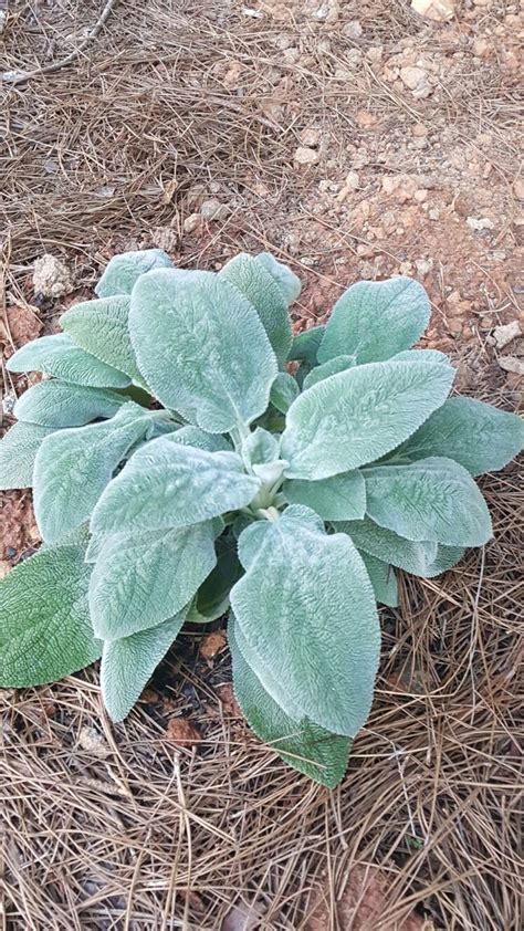 Lambs Ear Succulents Lambs Ear Plants