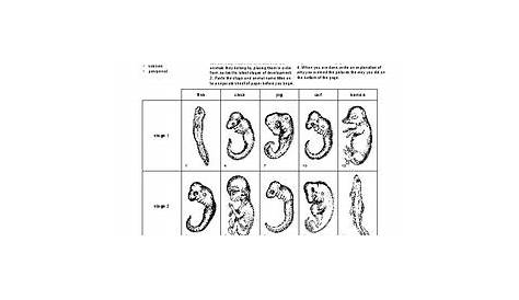 Comparative Embryology activity packet by BioDiva | TPT
