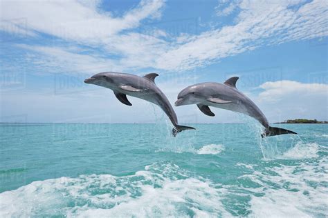 Common Bottlenose Dolphins Jumping In Air Caribbean Sea Roatan Bay