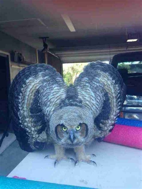 Archangelosm The Blue Owl Of The Philippines Η μπλε κουκουβάγια των
