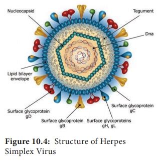 Herpes Viruses Structure Classification