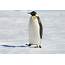 8 Things To Know About Penguins On World Penguin Day  Herie