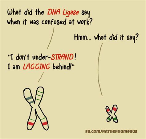 17 Dna Jokes And Pick Up Lines With Explanations Biology Jokes