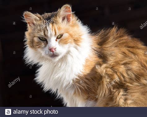 Siberian Cat Breed Hi Res Stock Photography And Images Alamy