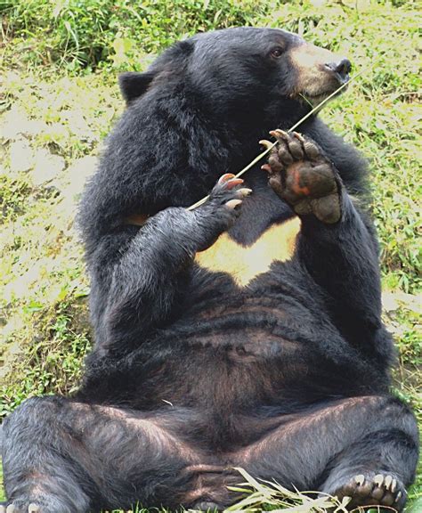 Asian Black Bear From The Padmaja Naidu Himalayan Zoological Park