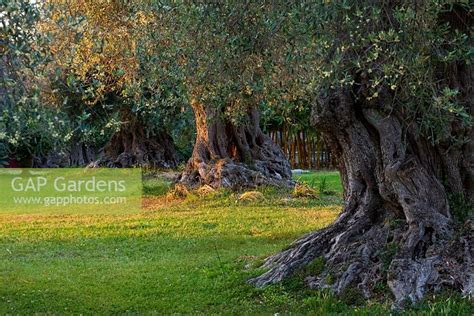 See more of olive garden villa, patara prince resort, kalkan on facebook. Olive trees at sunse... stock photo by Clive Nichols ...