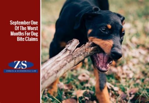 September Worst In Maryland For Dog Bites Zirkin And Schmerling Law