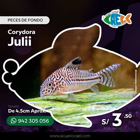 Corydora Julii Acuario Cael