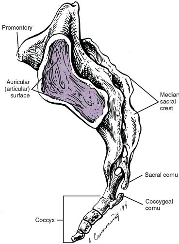The Sacrum Sacroiliac Joint And Coccyx Basicmedical Key